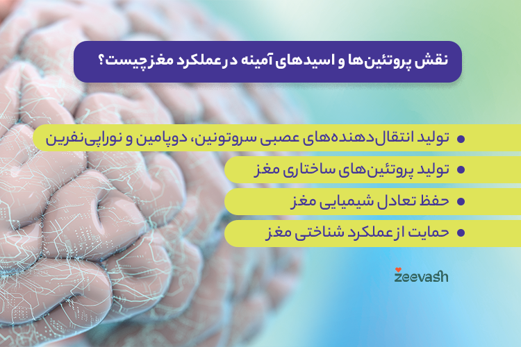 نقش پروتئین ها و اسیدهای آمینه در عملکرد مغز چیست؟